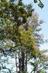View of trees in the morning with blue sky background