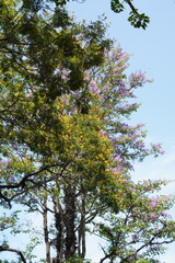 View of trees in the morning with blue sky background