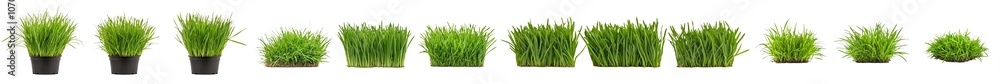Poster the green grass borders are shown seamless horizontally and isolated on a white background. the imag