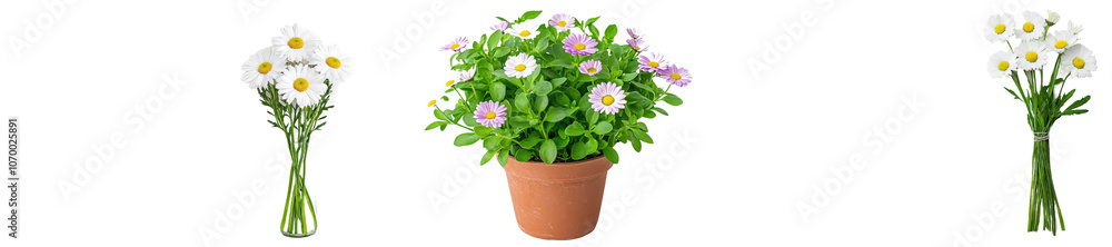 Aufkleber png file of daisy, marguerite, chamomile, isolated on white with clipping path for full depth of fie