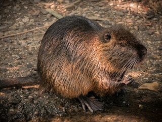 A close-up of a nutria (coypu) resting on a natural surface, displaying its coarse fur and rounded...