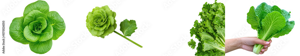 Poster png file of green butterhead lettuce isolated on transparent background.