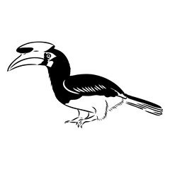 Rhinoceros hornbill. Vector sketch of hand drawn bird. Linear animals art.