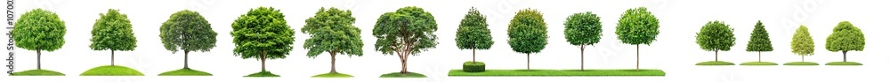 Poster png set with jungle rain forest trees shapes cutout in 3d