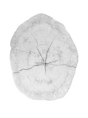 White Wood shape in cross section isolated with a beautiful texture.