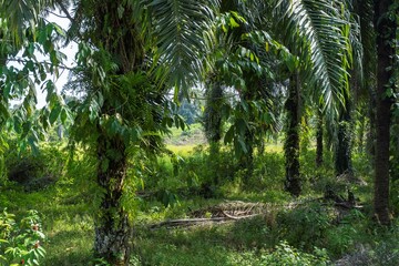 Obraz premium A vibrant tropical landscape showcases tall palm trees surrounded by rich green foliage and undergrowth, bathed in bright daylight, highlighting nature's beauty and tranquility.
