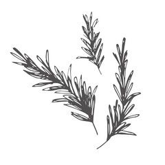 rosemary doodle icon, vector illustration