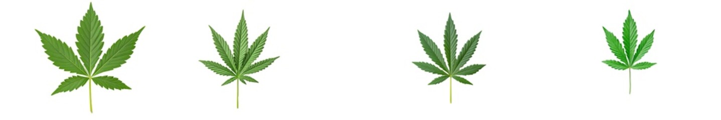 On a white background, an isolated green leaf of cannabis inflorescence