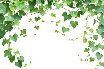 Lush green ivy leaves form a natural arch, creating an intricate and refreshing backdrop perfect for nature, garden, or outdoor-themed designs.