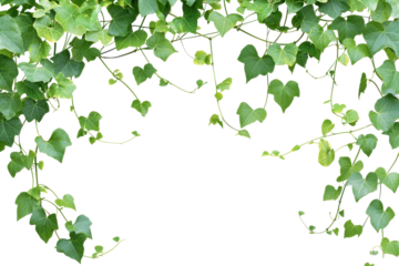 Lush green ivy leaves form a natural arch, creating an intricate and refreshing backdrop perfect for nature, garden, or outdoor-themed designs.