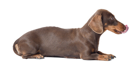 Portrait of a cute Dachshund lying down
