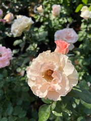 pink roses in garden