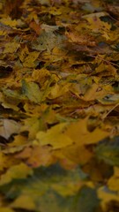 Autumn yellow and orange leaves. Beautiful autumn trees. Natural autumn background