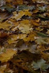 Autumn yellow and orange leaves. Beautiful autumn trees. Natural autumn background