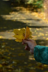 Autumn yellow and orange leaves. Beautiful autumn trees. Natural autumn background