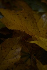 Autumn yellow and orange leaves. Beautiful autumn trees. Natural autumn background