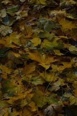 Autumn yellow and orange leaves. Beautiful autumn trees. Natural autumn background