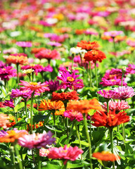 Zinnia flowers in flower beds