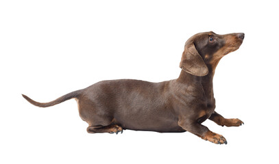 Portrait of a cute Dachshund dog lying down