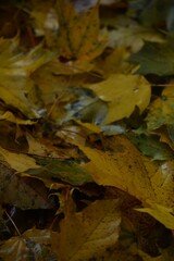 Autumn yellow and orange leaves. Beautiful autumn trees. Natural autumn background