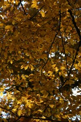 Autumn yellow and orange leaves. Beautiful autumn trees. Natural autumn background