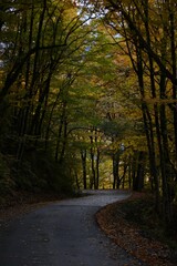 The road in the autumn forest. Beautiful autumn landscape