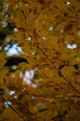 Autumn yellow and orange leaves. Beautiful autumn trees. Natural autumn background