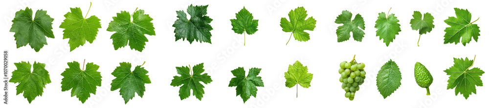 Poster full depth of field, isolated grape leaf on white background