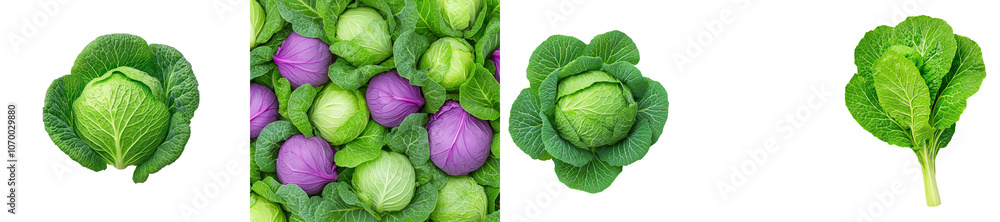 Poster a full depth of field image of cabbage isolated on a white background