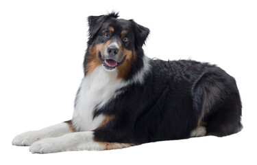 Lovely Australian Sheperd lying down