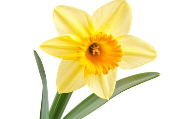 Fototapeta premium Daffodil isolated on white background, close up