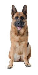 Portrait of a German Sheperd on white background