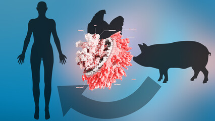 Avian influenza from chicken to pig, bird flu jumps to pig, H5N1 found in pigs 3d rendering