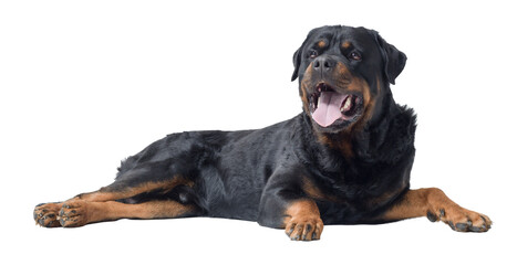 Beautiful relaxed Rottweiler lying down