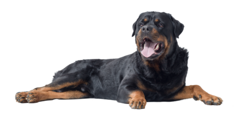 Beautiful relaxed Rottweiler lying down