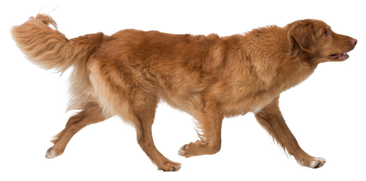 Nova Scotia Duck Tolling Retriever side view portrait