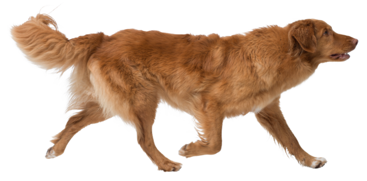 Nova Scotia Duck Tolling Retriever side view portrait