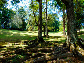 Old trees in tropical forest scenery