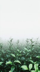 Obraz premium Abstract Marketing Background Featuring a 3D Render of a Green Tea Garden Surrounded by Mist, Captured from a High-Angle Aerial Perspective. This Morning Natural Background Showcases a Fashionable and