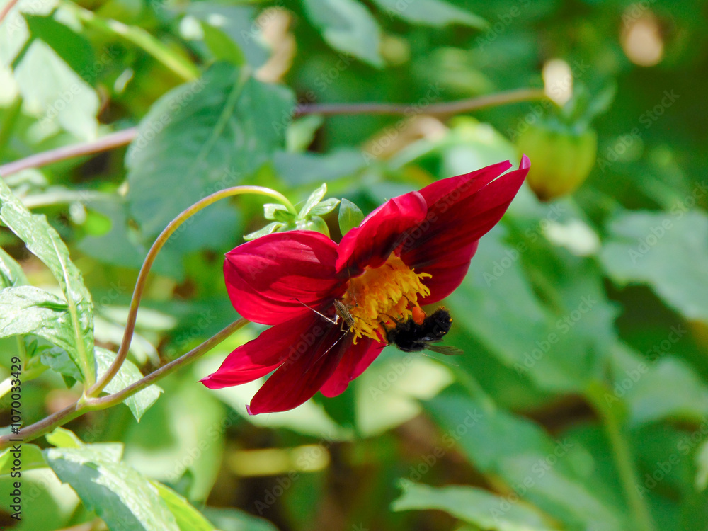 Wall mural Bee suckling nectarine of red dahlia flower