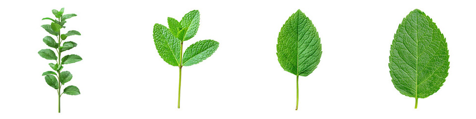 Obraz premium Ai-generated peppermint isolated on transparent background