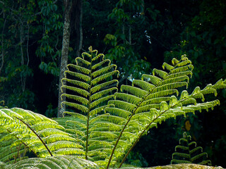 Lush leaves of golden chicken fern in the tropical forest