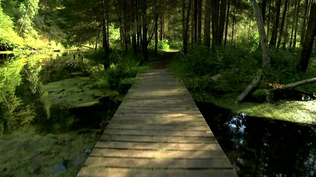 A Path Through a Fairytale, Dark, Mystical Forest with an Overgrown Pond. Thickly Grown Trees Create Fantasy Feelings Walking Along A Well-kept Wooden Boardwalk That Crosses Water In The Forest.