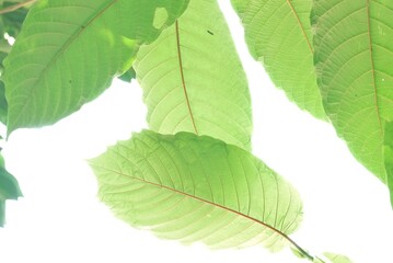  Kratom leaves with branches on white isolated background with copy space 