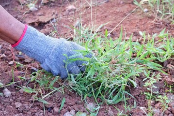 Fototapeta premium activity, care, cleaning, control, dirt, earth, environment, equipment, field, finger, garden, gardener, gardening, glove, gloves, grass, green, ground, growing, growth, habitat, hand, hobby, home, ho