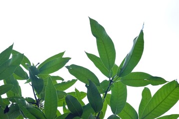 A Tropical tree with leaves branches on white isolated background for green foliage backdrop 