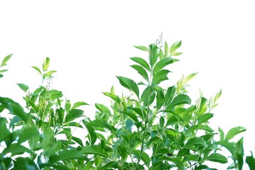 Fototapeta premium A Tropical flower plant with leaves branches on white isolated background for green foliage backdrop 