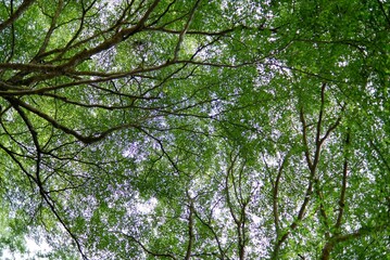 A large tropical trees with leaves branches top view with green leaf color 