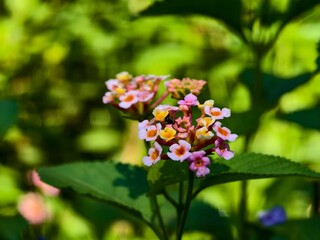 lantana camara flower in the morning