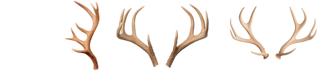 The horns of a reindeer and the antlers of a deer are isolated on a transparent white background. Christmas decorations.